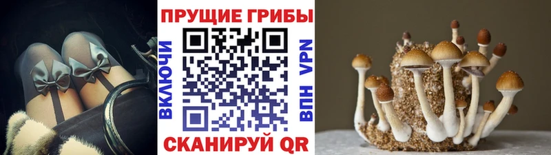 сколько стоит  Советский  Псилоцибиновые грибы Psilocybe 
